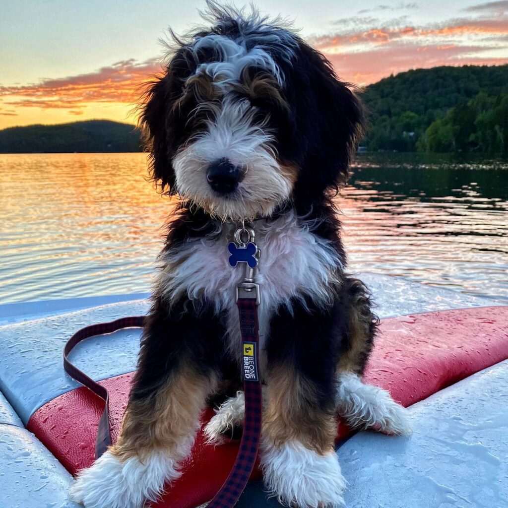 How to Spot Puppy Scams Online and Avoid Them: Protect Yourself and Your Wallet